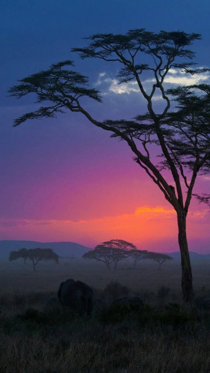 Wallpapers